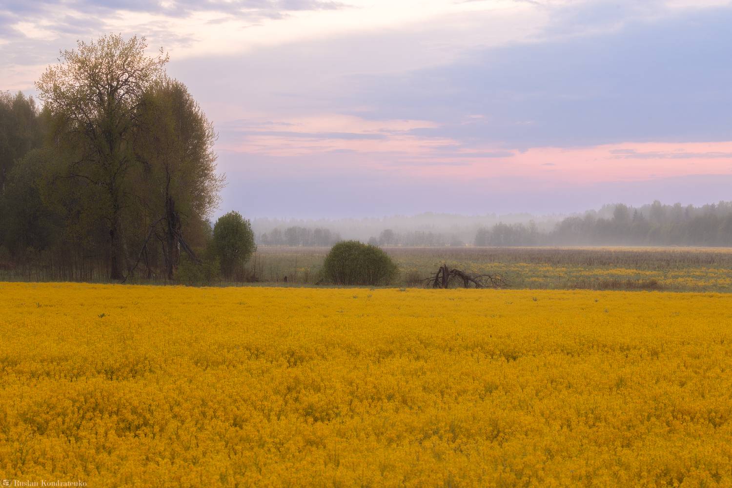 Рапс, рапсовые поля, Кондратенко Руслан