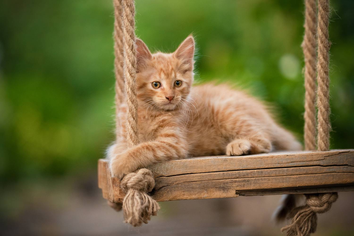 , Коротун Юрий