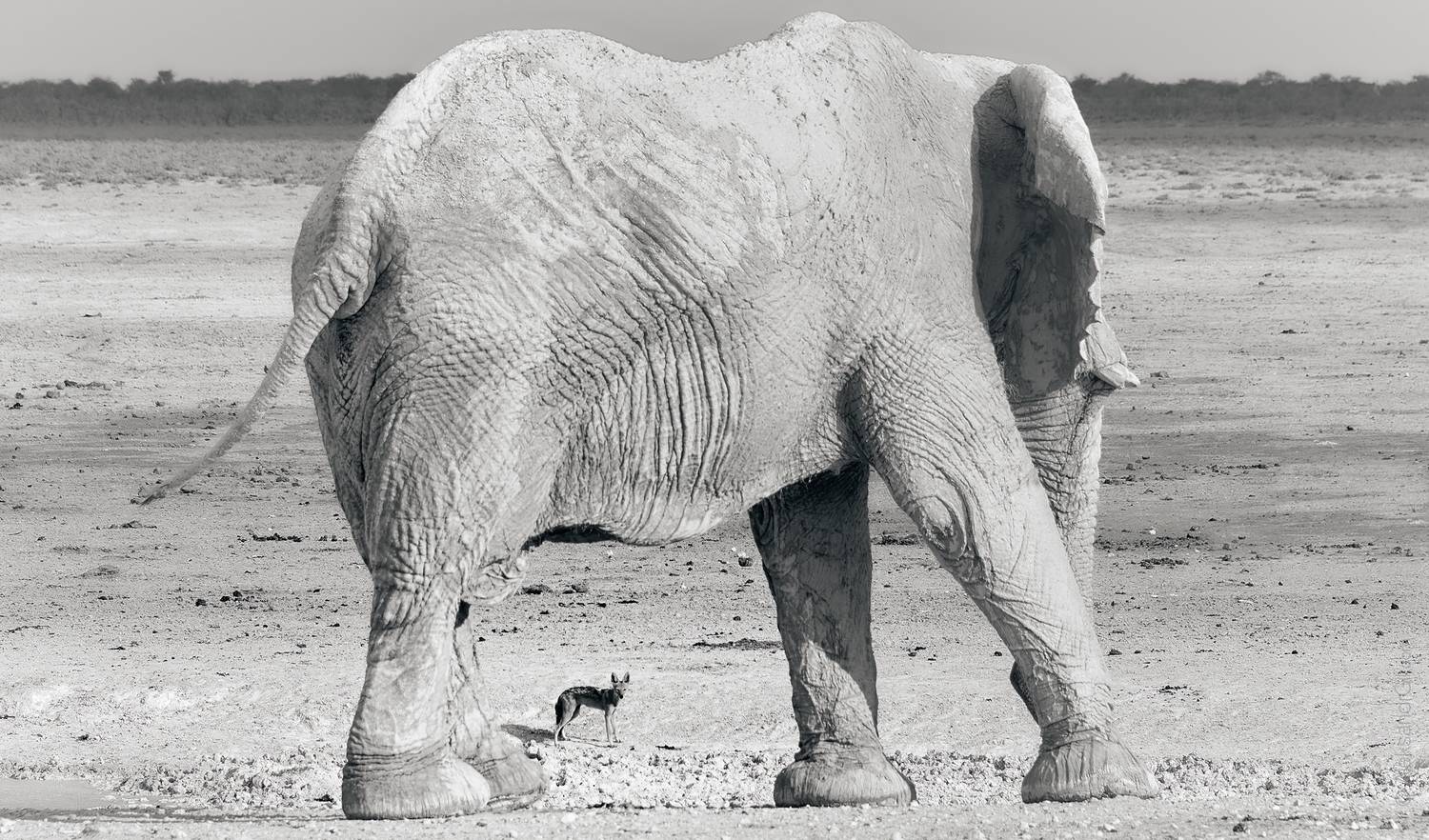 , Гиль Александр