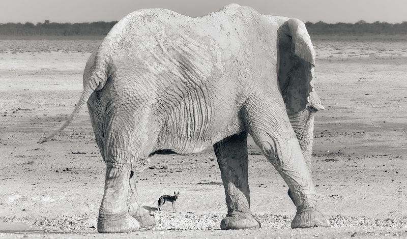 Два - не пара  фото превью