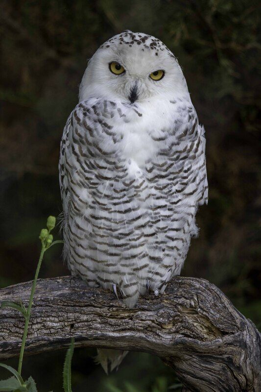 Snowy owl фото превью