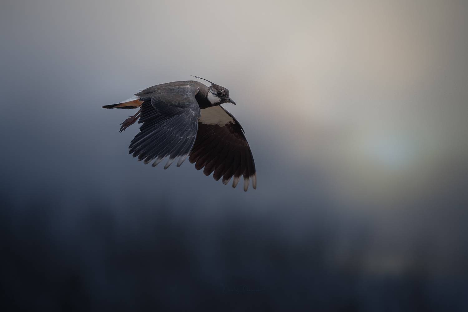 природа, лес, поля, огороды, животные, птицы, макро, Дмитрий Посевич