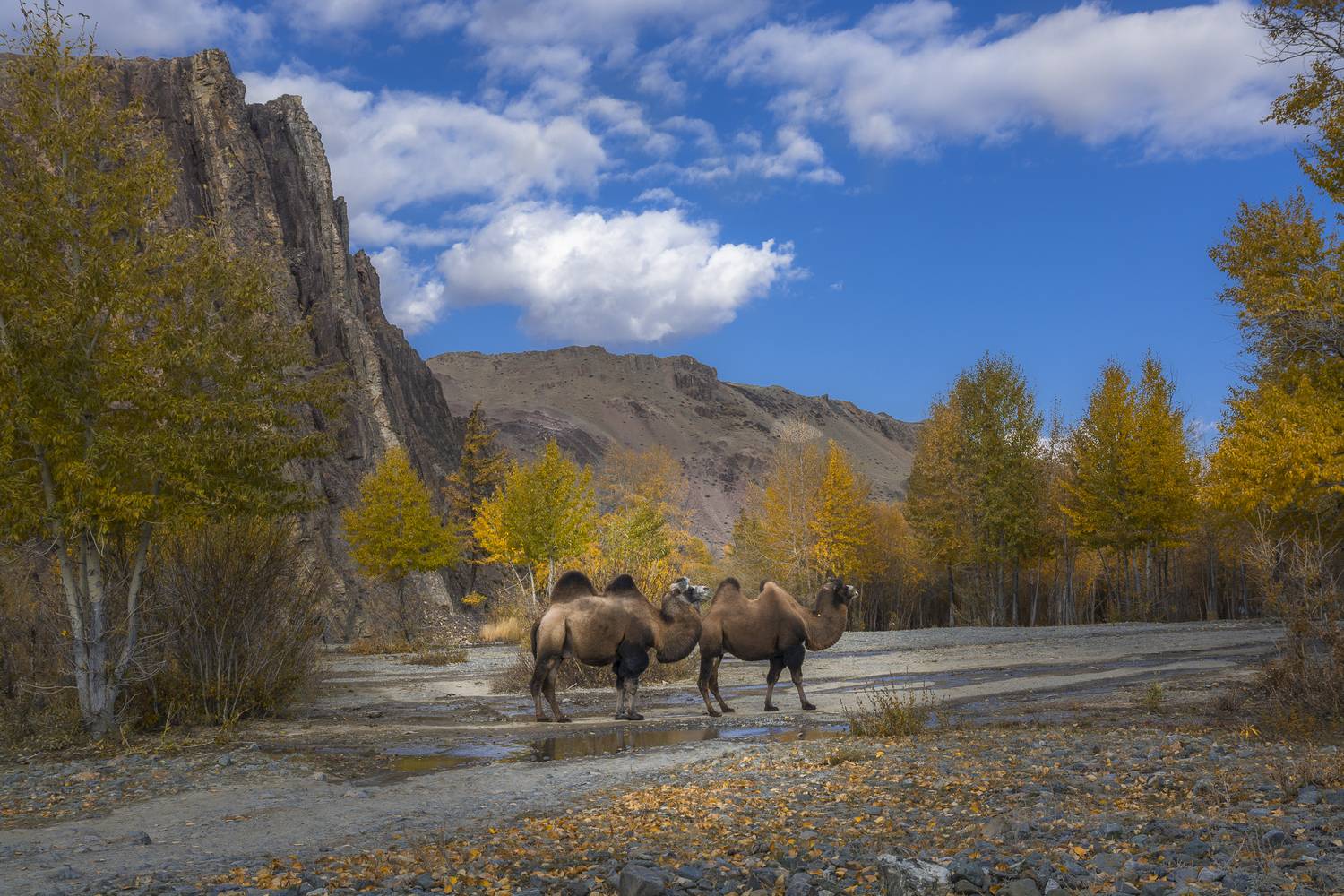 россия, горный алтай,осень, верблюды, Поляков Андрей