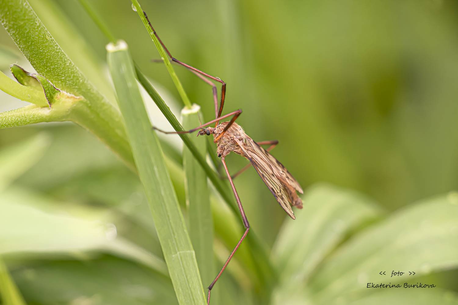 , Бурикова Екатерина