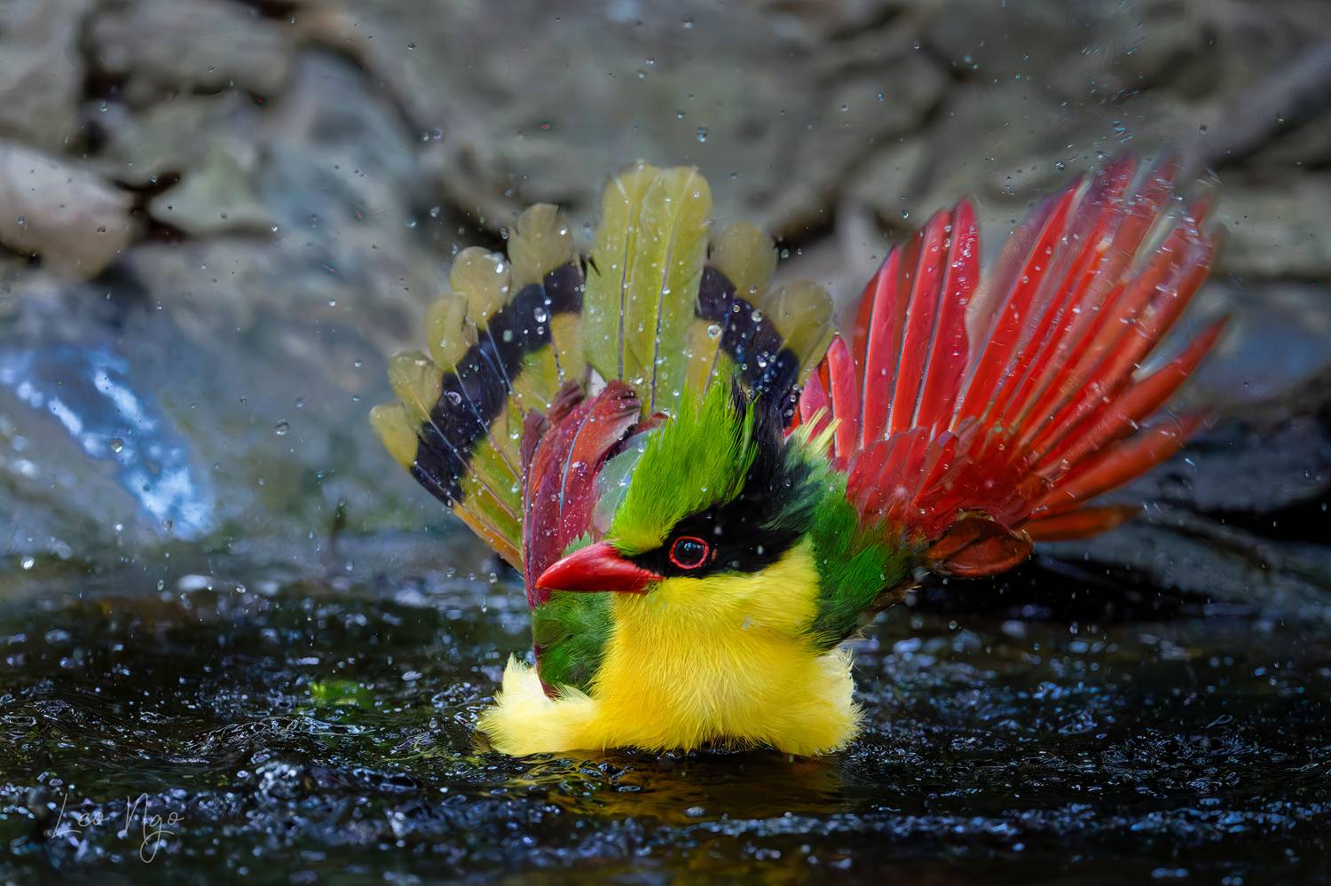 , Ngo Hoang Nguyen - Leo Ngo