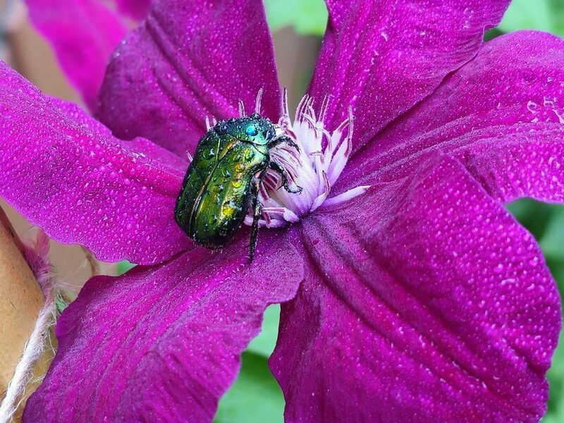 фото превью