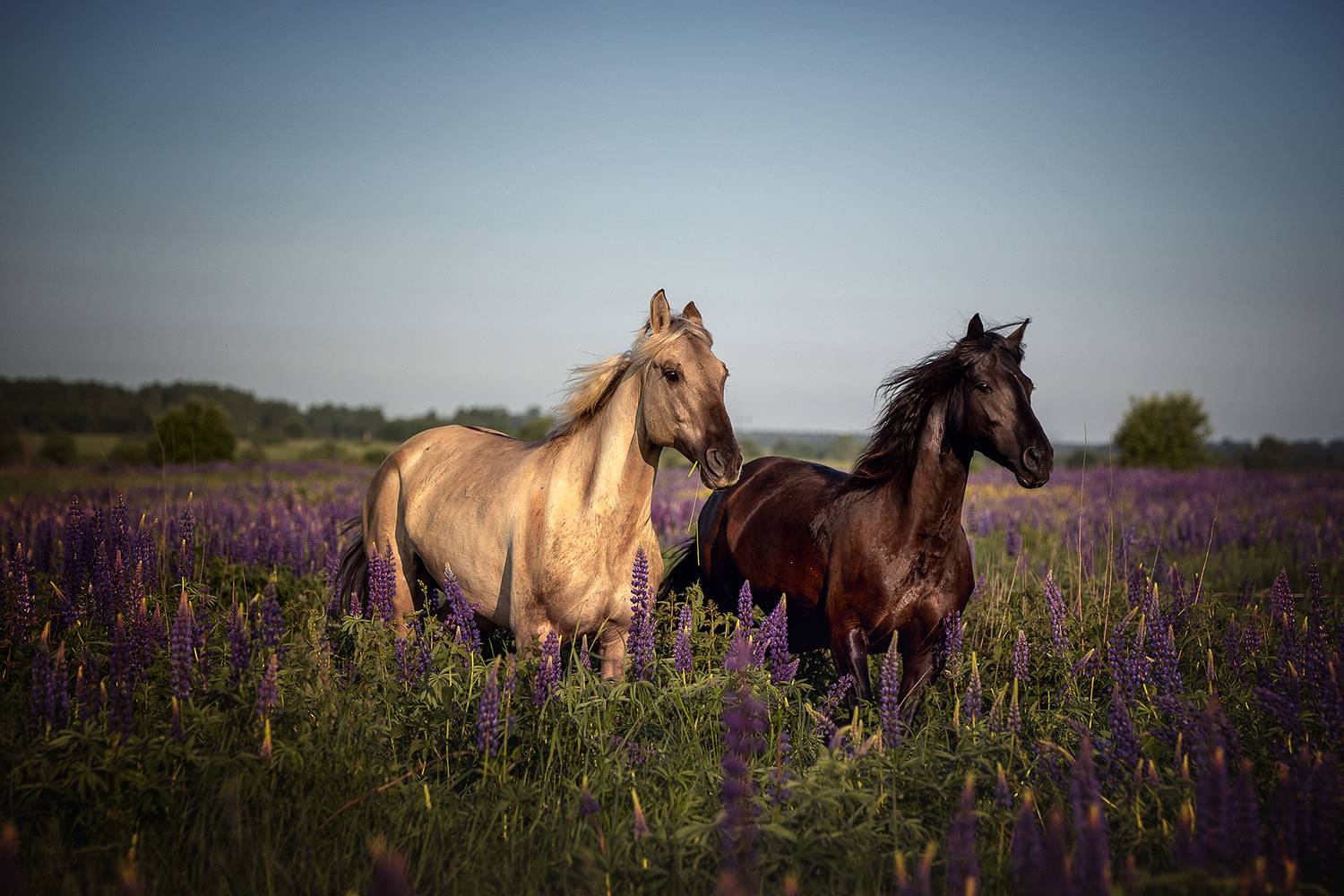 , Елена Самусенкова