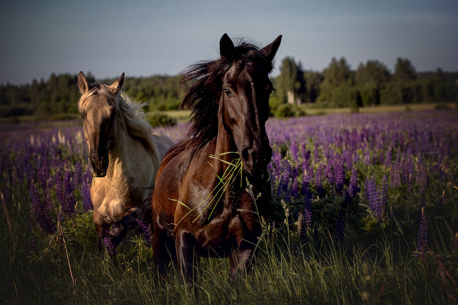 , Елена Самусенкова