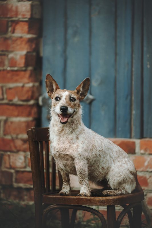 Хулиганка! фото превью