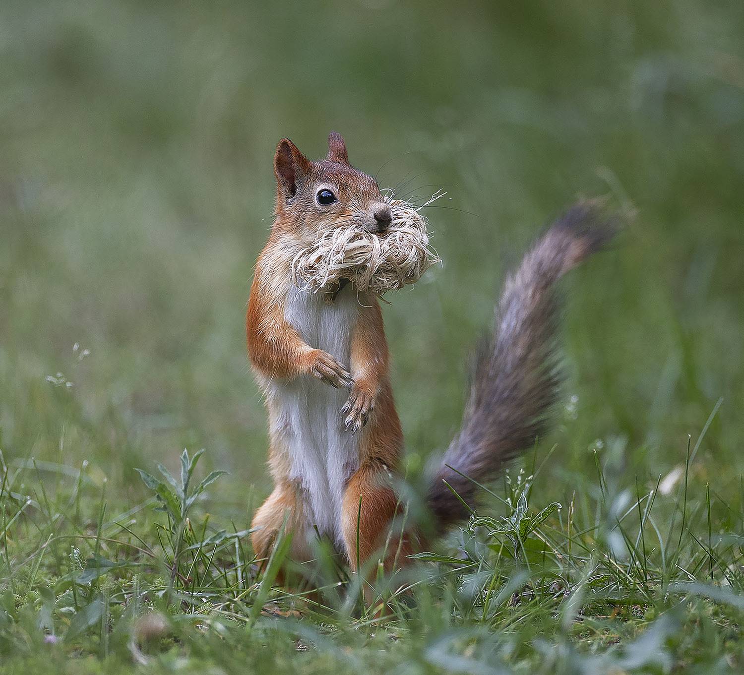 белка, гнездо, добыча, лес, природа, squirrel, forest, nature, Стукалова Юлия