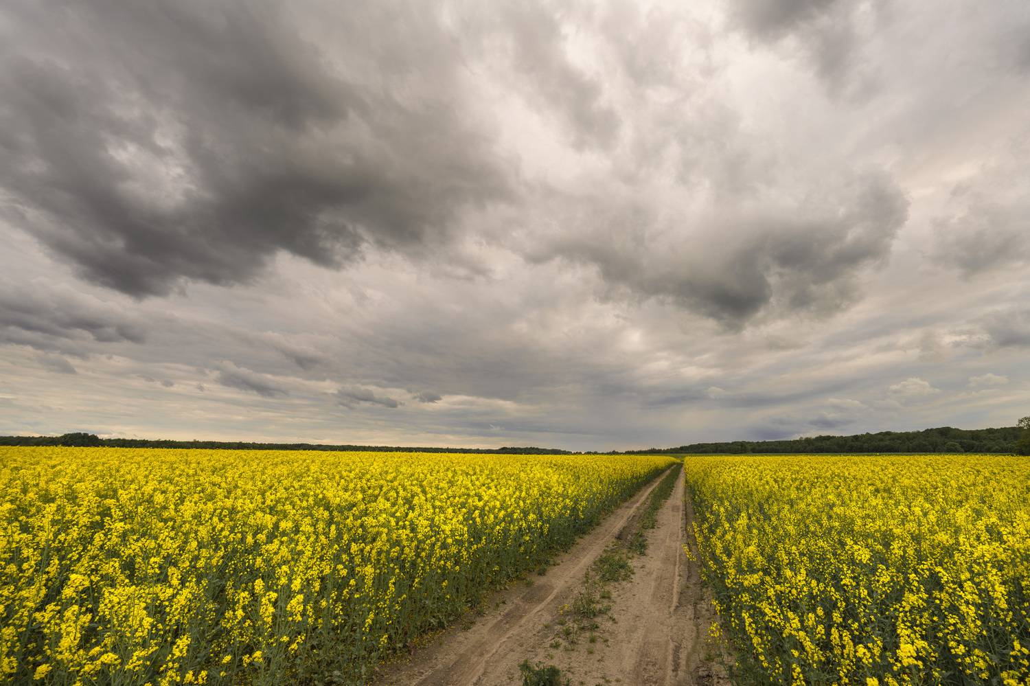 рапс, рапсовое поле, ленинградская область, Дейнекина Галина