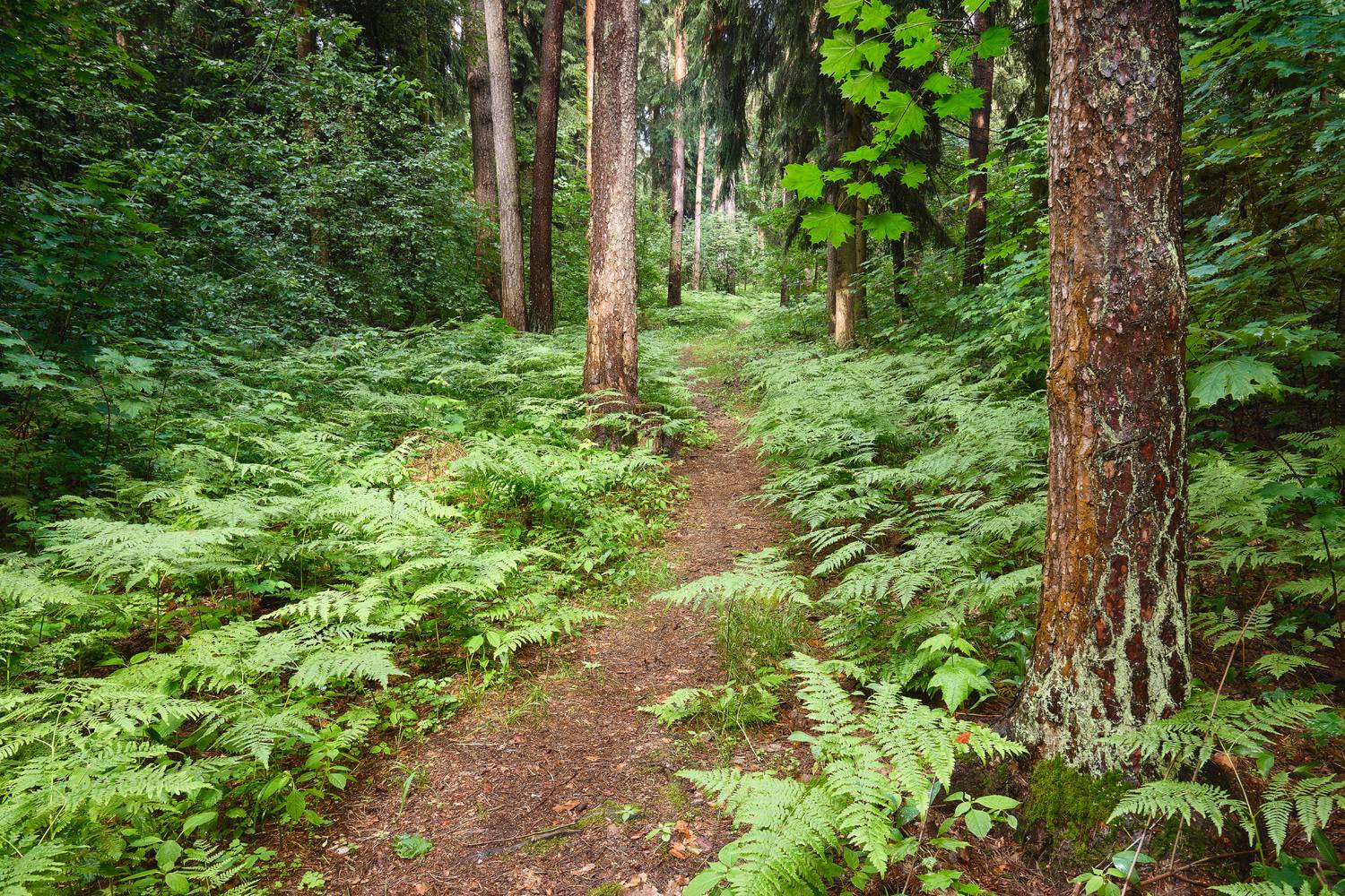 лес, деревья, листва, Валерий Вождаев