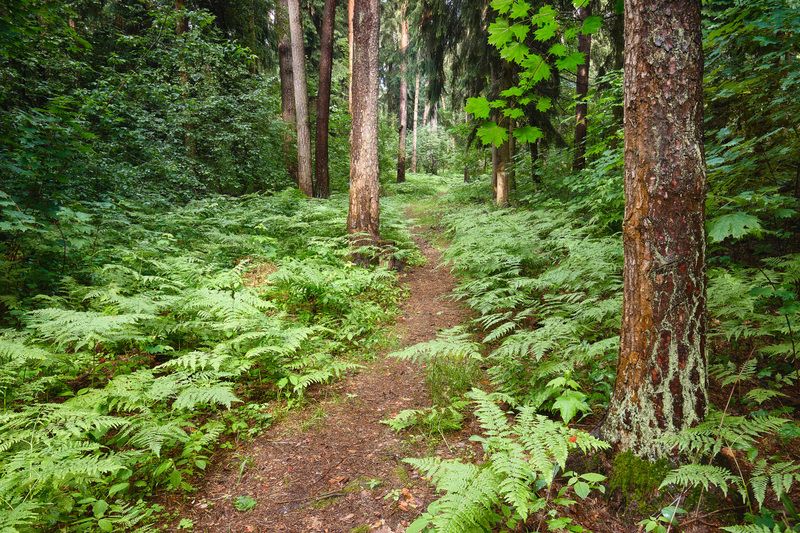 лес, деревья, листва В летнем лесу фото превью