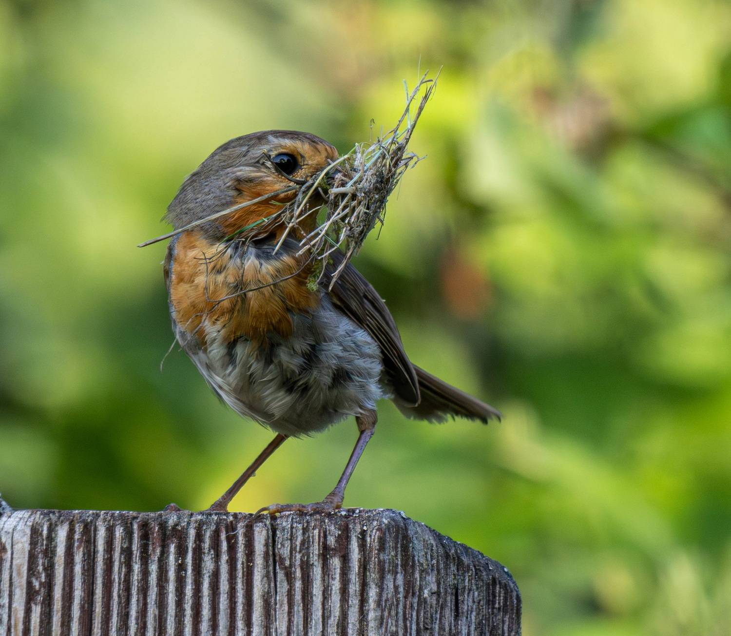 , Волынский Виктор