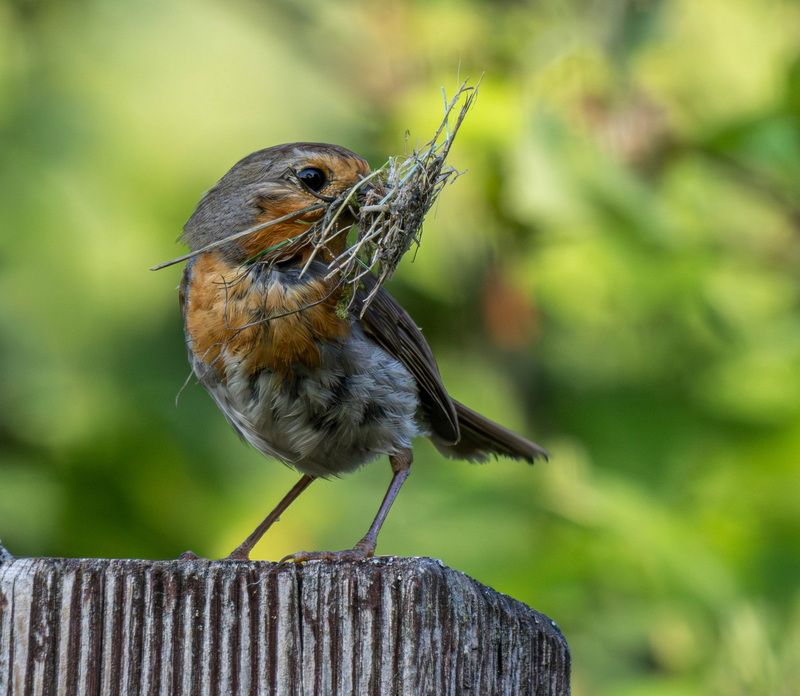 Малиновка на стройке фото превью