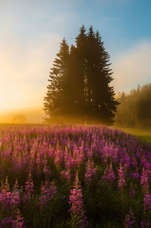ленинградская область, рассвет, лето, небо, красочное, дерево, ель, облака, иван-чай, цветение, заря, луг, Душа видит эмоциями фото превью