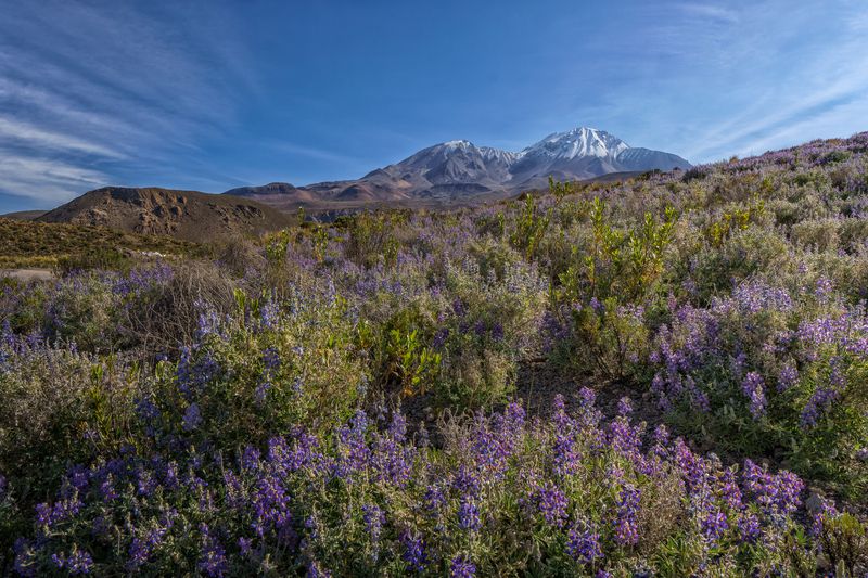 Parque Lauca 2 фото превью