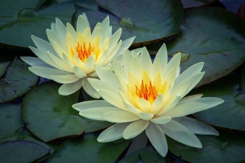 Две нимфеи. фото превью