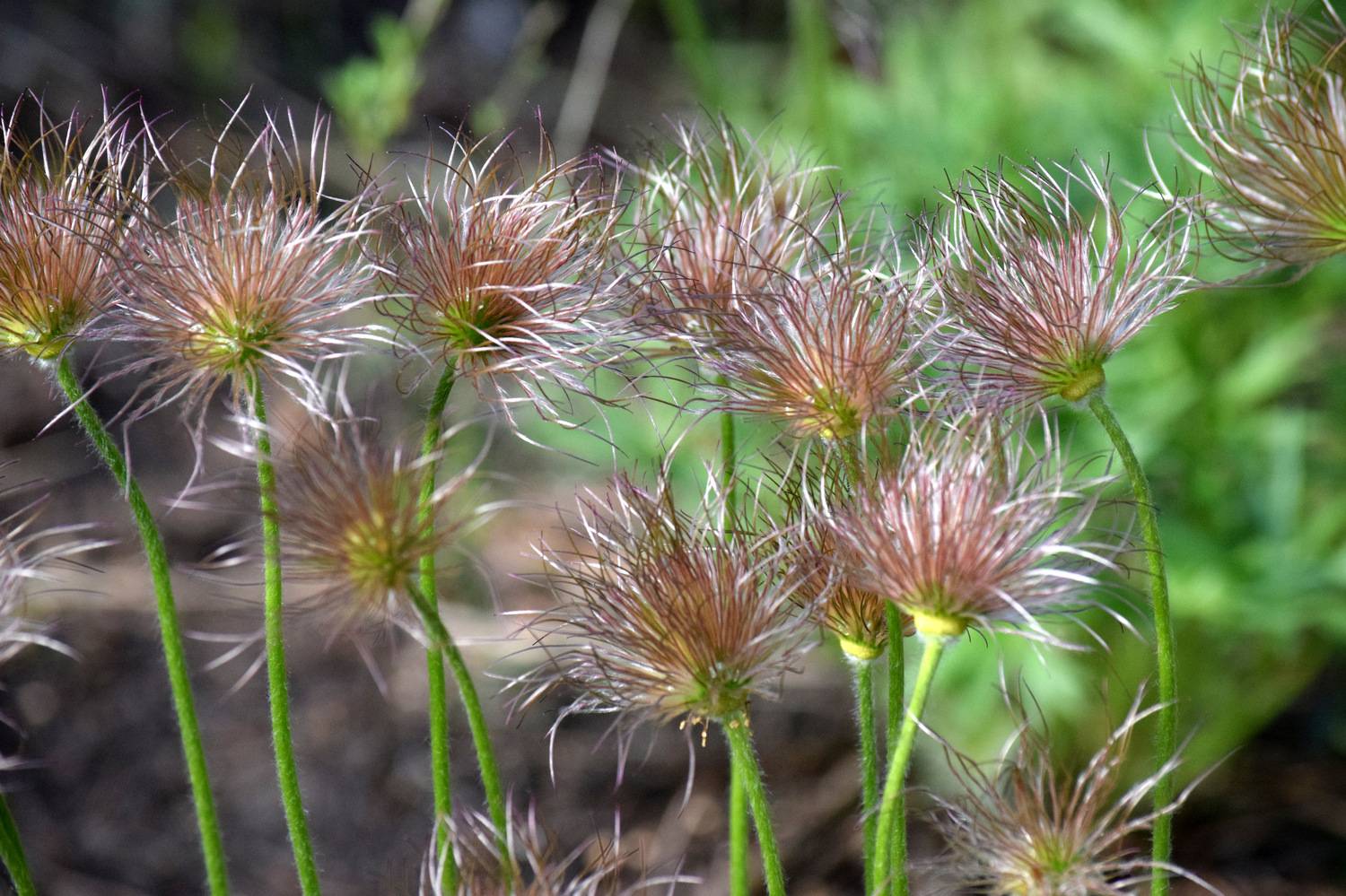 , Неверова Наталья