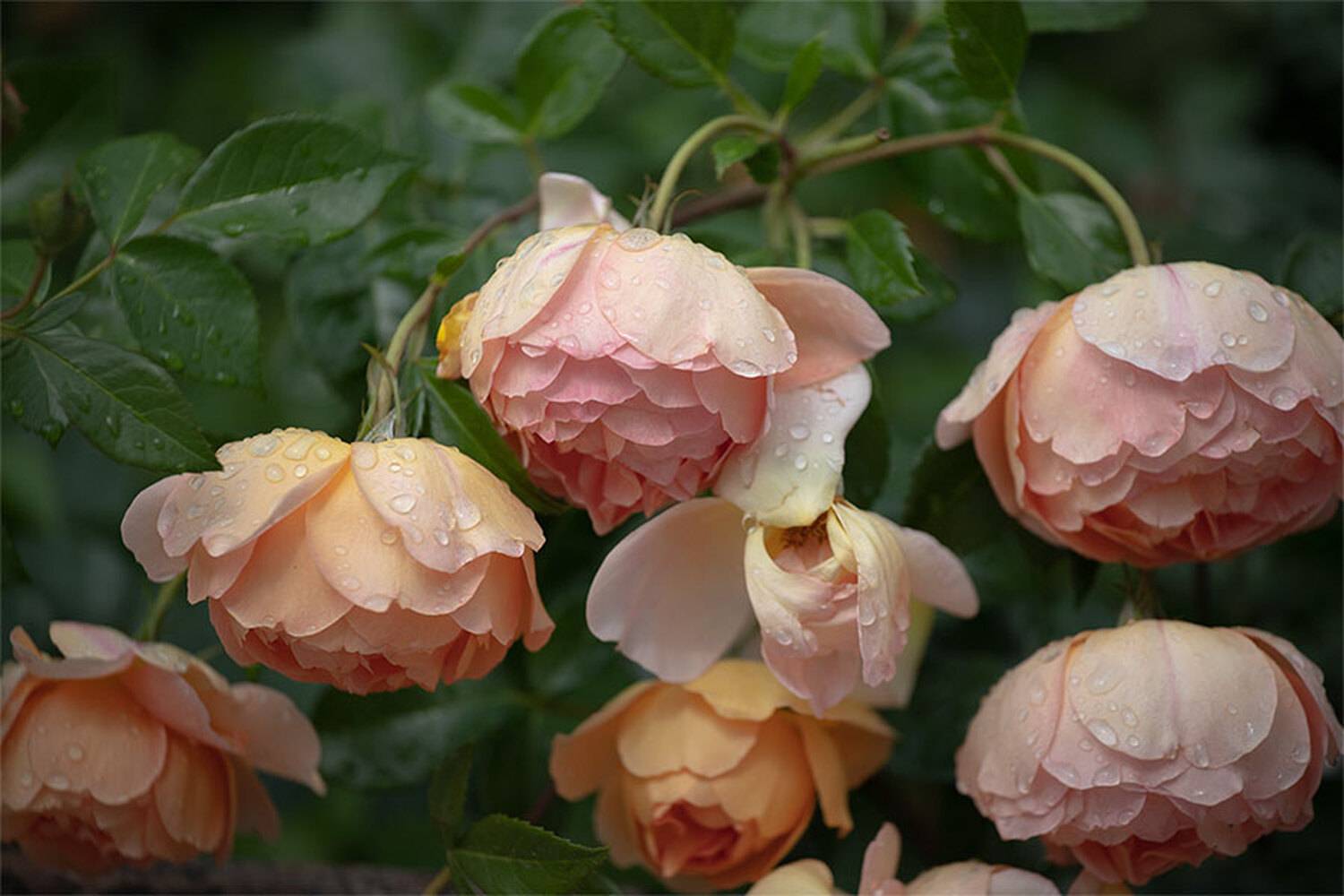 , Чудинин Дмитрий