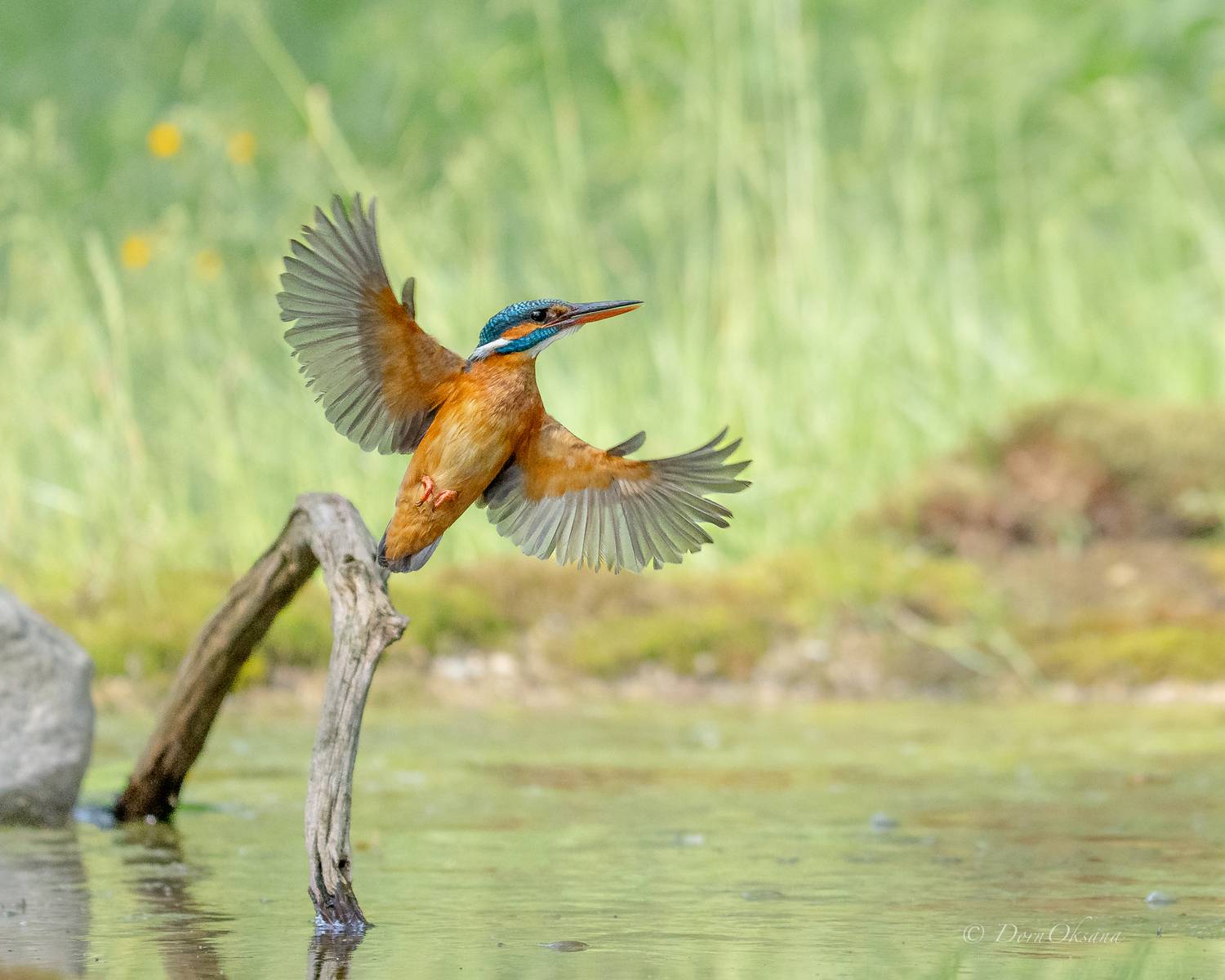 зимородок, птица, в, полете, kingfisher, bird, in, flight, Дорн Оксана