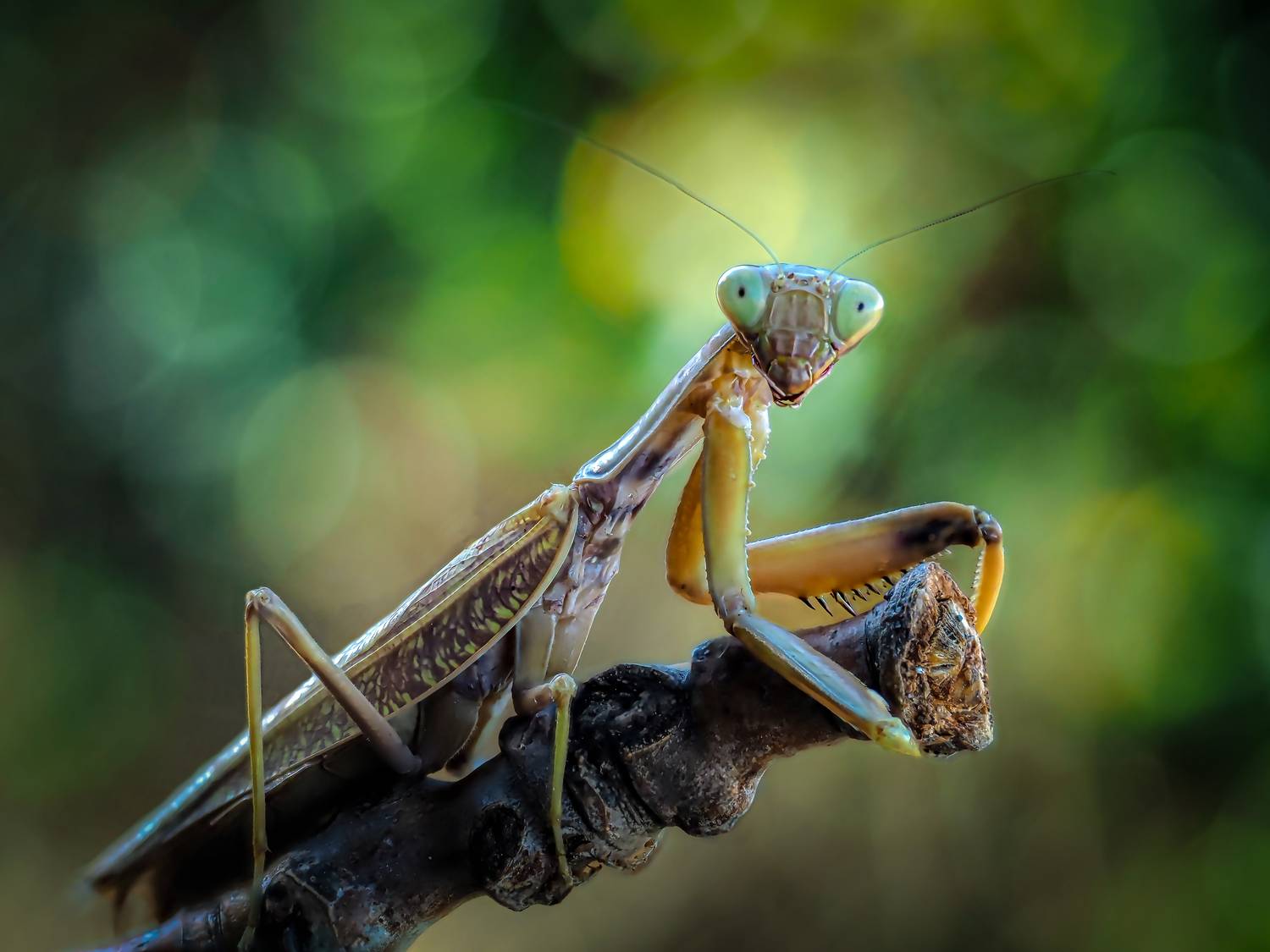 , Олег Савицкий