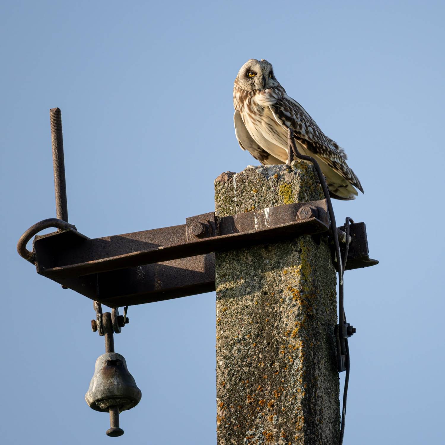 болотная сова, сова, птицы, Руслан Pl