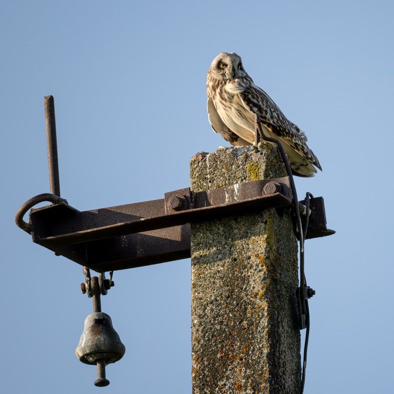 болотная сова, сова, птицы Болотная сова фото превью