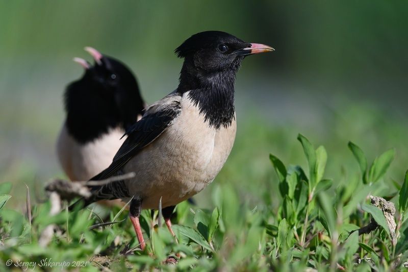 Пара розовых скворцов фото превью