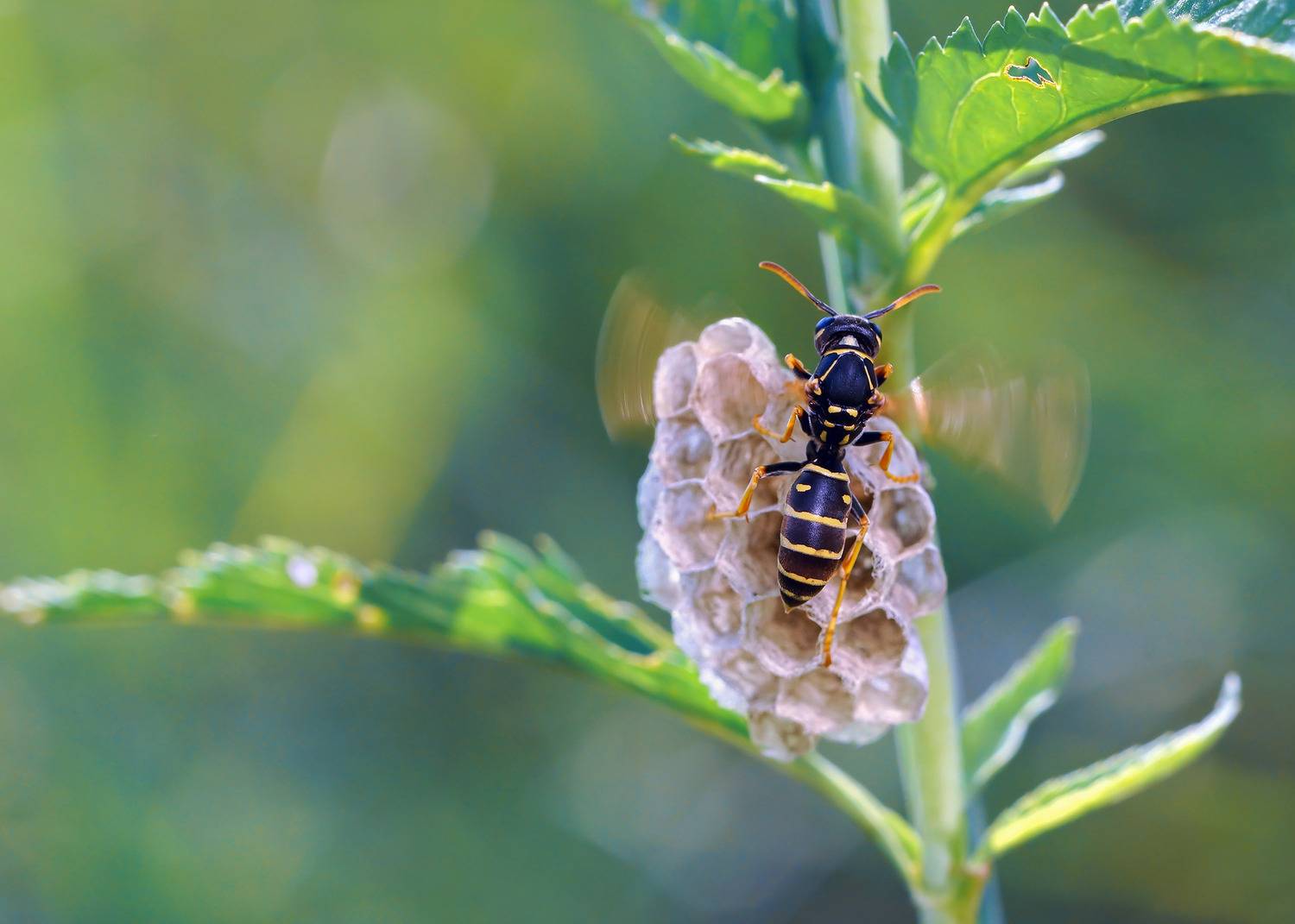 , Чепленко Алексей