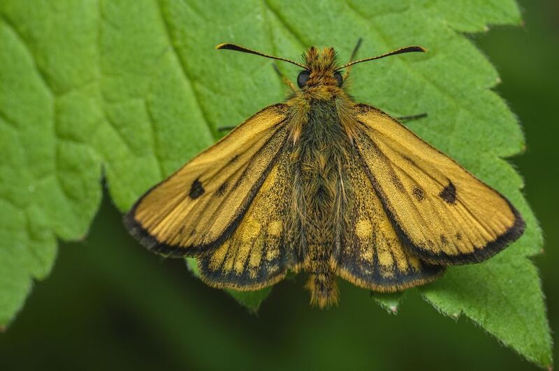 (Carterocephalus silvicola) фото превью