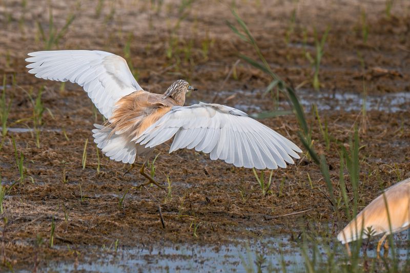 birds  Squacco Heron (Ardeola ralloides) фото превью