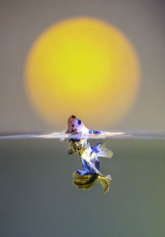 Betta fish фото превью