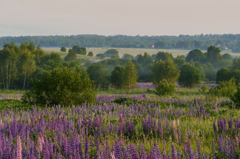Июнь. Люпины. фото превью