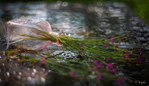 Летний дождь