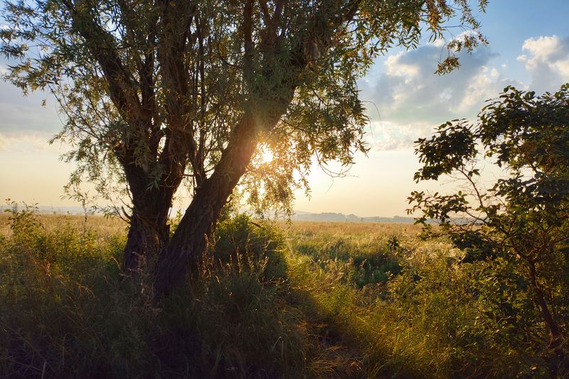 Июньское утро фото превью