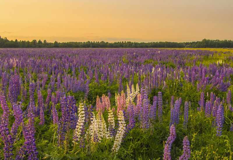 Вечер, люпины, поле лето, Киров А на земле опять цветут люпины фото превью
