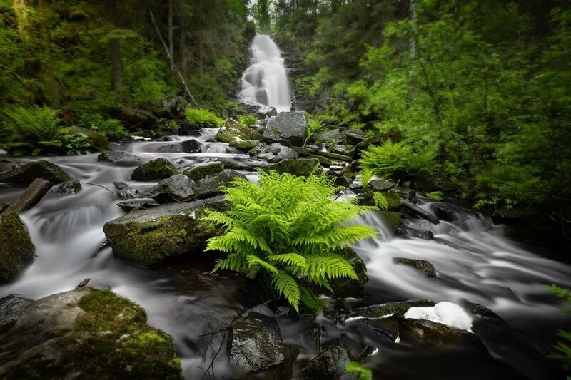 водопад, лес, папоротник  фото превью