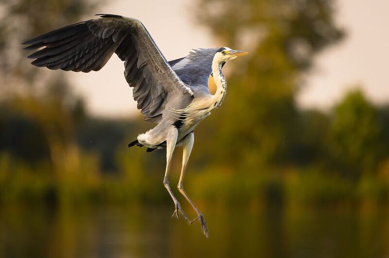 Heron фото превью