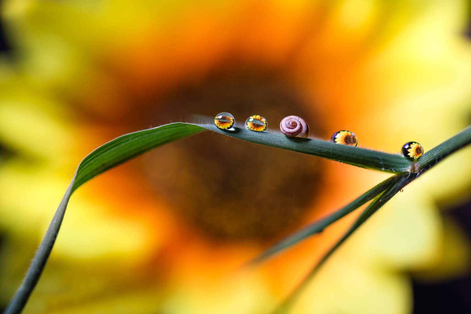 , Mariyana Atanasova - Lucero