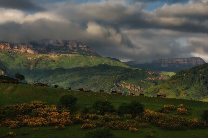 кавказ, карачаево-черкесия, кчр, горы, гумбаши, гум-баши, горные цветы, цветение, рододендрон, скалистый хребет Облачный перевал фото превью