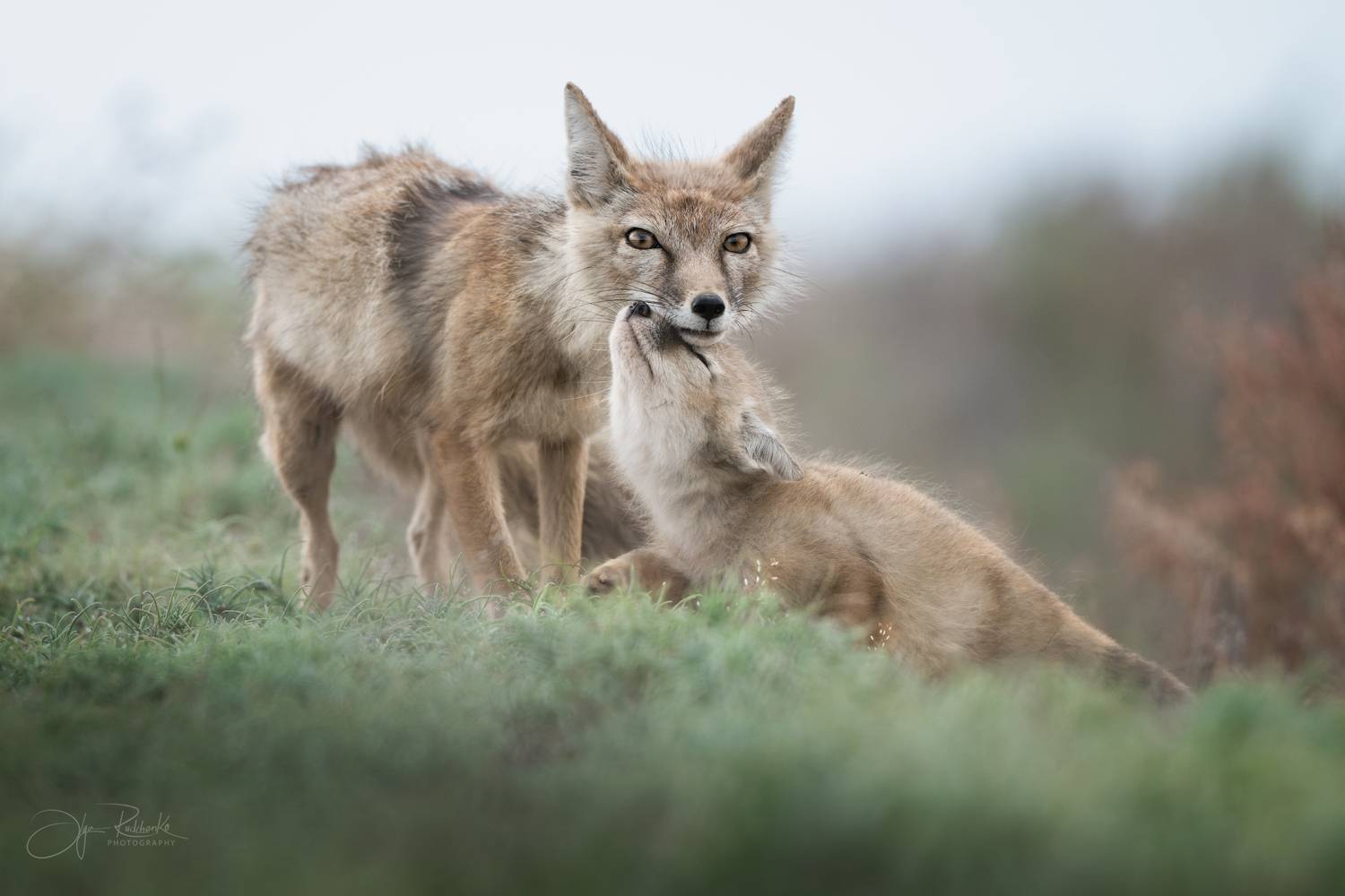 корсак, калмыкия, степная лиса, корсачонок, лиса, лисенок, лис, дикая природа, wildanimals, корсачата, vilpus corsac, corsac, Рудченко Ольга