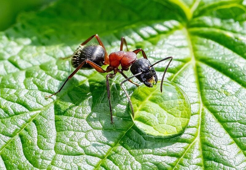 муравей, капля, лист, жажда Имидж ничто, жажда всё! фото превью