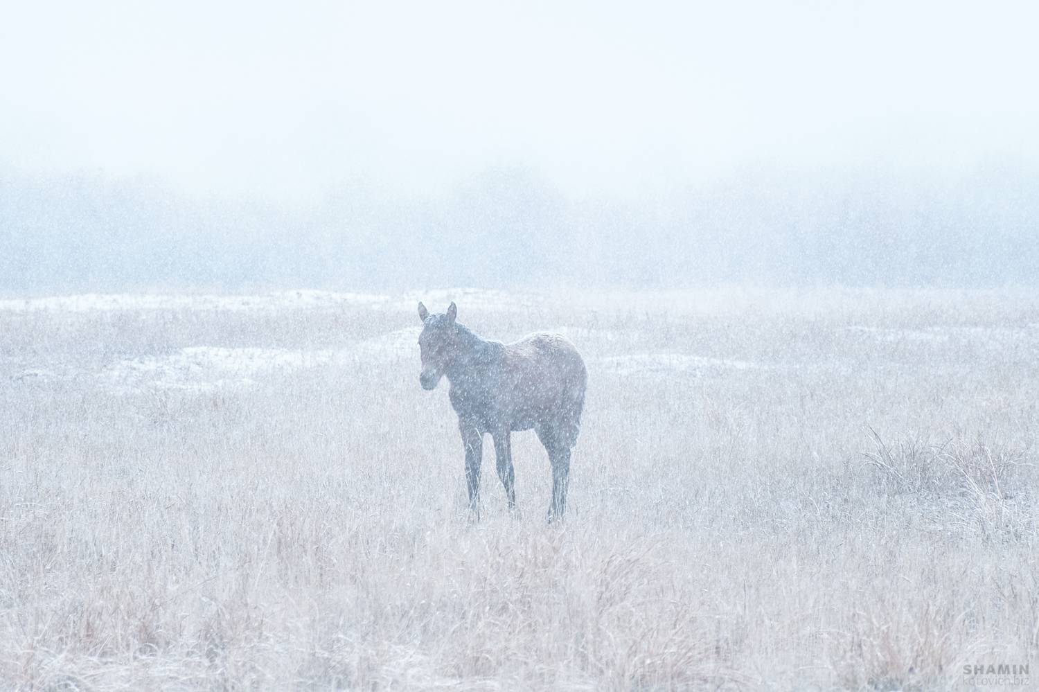, Константин Шамин