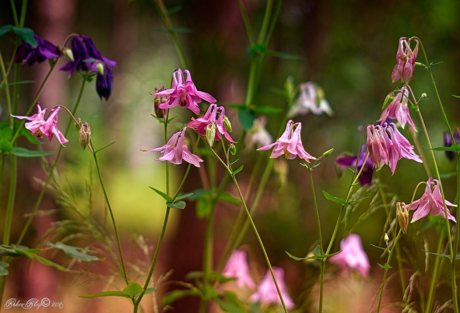 , Орлов Олег