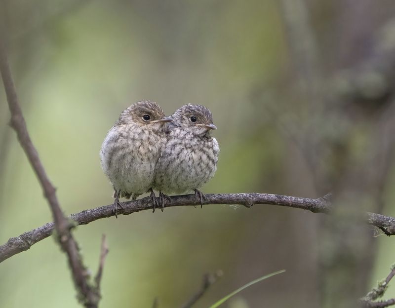 птицы,природа, лето Вдвоём теплее фото превью