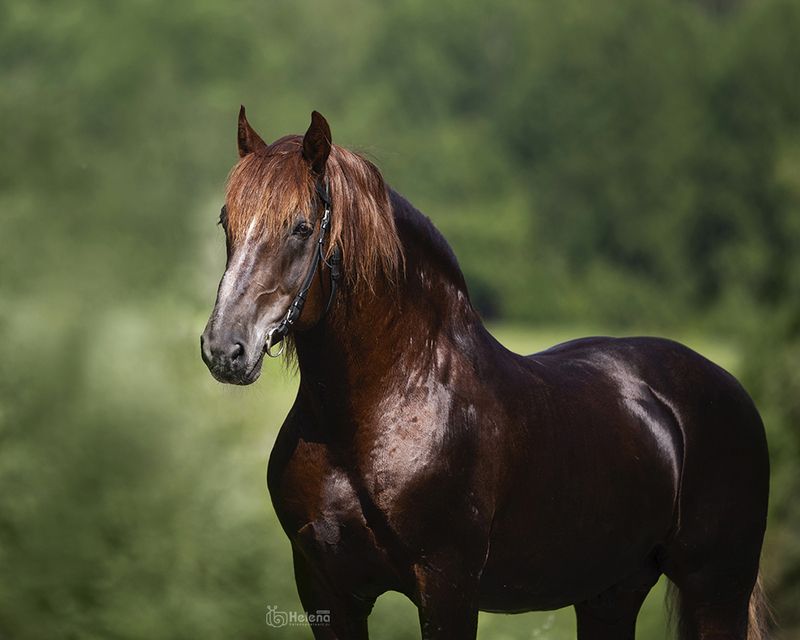Терек, советская тяжеловозная порода. фото превью
