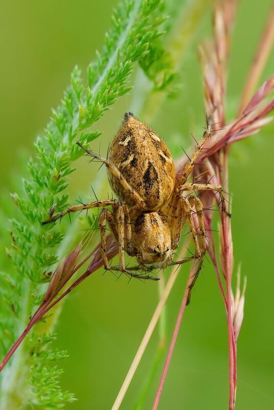 #макросъёмка #макромир #макрофото #макросъемканасекомых #макро_насекомые #мирнасекомых #насекомые #жуки #бабочки #энтомология #природа #фауна #красотаприроды #фото_насекомых #фотоприроды #природавокруг #увеличение #ультрамакро #интересныенасекомые #подпри  фото превью