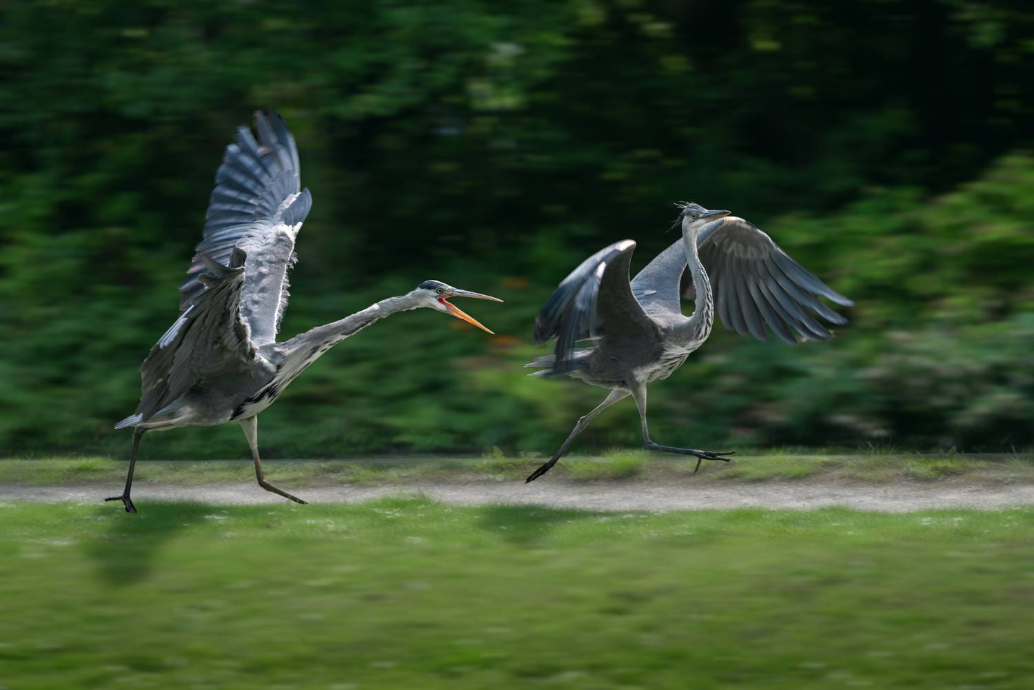 серая цапля, взрослая серая цапля; молодая серая цапля; цапля; погоня; ardea cinerea, grey heron, adult; young; chase, Наталья Паклина