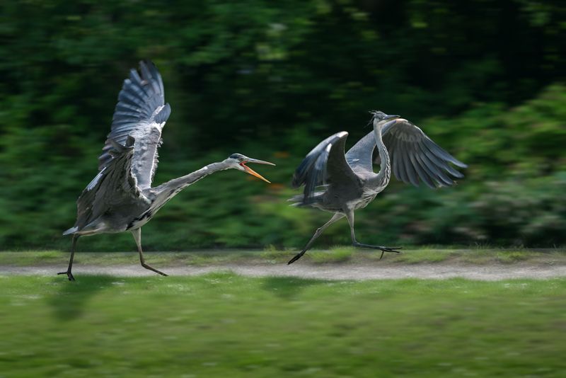 серая цапля, взрослая серая цапля; молодая серая цапля; цапля; погоня; ardea cinerea, grey heron, adult; young; chase Убежать красиво фото превью